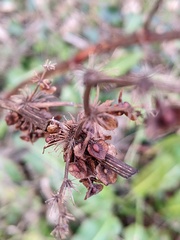 Rumex cristatus