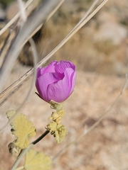 Sphaeralcea ambigua rosacea