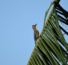 Melanerpes hoffmannii