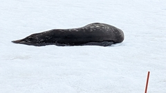 Leptonychotes weddellii