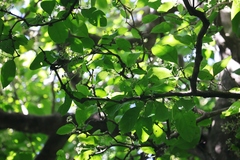 Dysoxylum arborescens