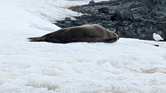 Leptonychotes weddellii