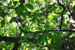 Dysoxylum arborescens