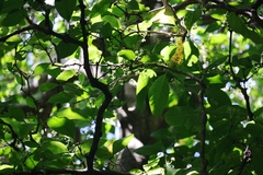 Dysoxylum arborescens