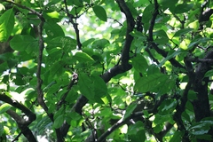 Dysoxylum arborescens