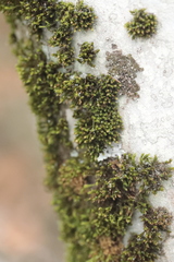 Nyholmiella obtusifolia
