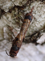 Tremex fuscicornis