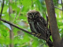 Glaucidium nana