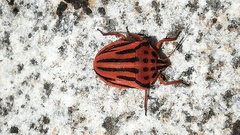 Graphosoma semipunctatum