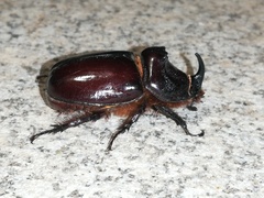 Oryctes nasicornis grypus
