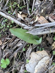 Platanthera transversa