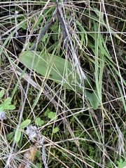 Platanthera transversa