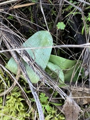 Platanthera transversa