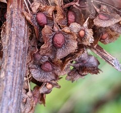 Rumex cristatus