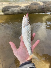 Semotilus corporalis