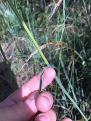 Sorghastrum elliottii