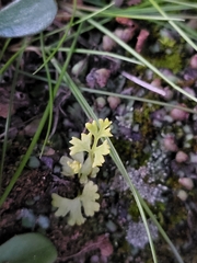 Anogramma leptophylla