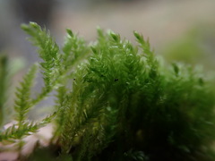 Pseudisothecium cristatum