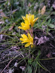 Gagea bohemica