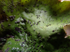 Peltigera britannica