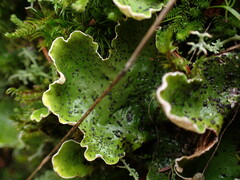 Peltigera britannica