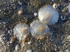 Heteranomia squamula