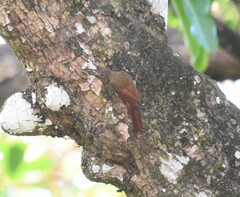 Lepidocolaptes souleyetii