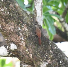 Lepidocolaptes souleyetii