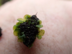 Pentagramma triangularis