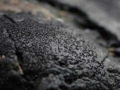 Hydropunctaria maura