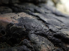 Hydropunctaria maura