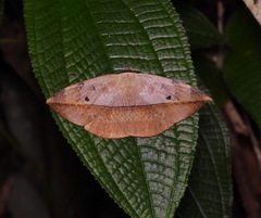 Hypopyra pudens