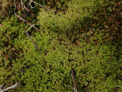 Racomitrium elongatum