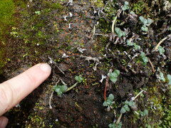 Fuscopannaria maritima