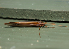 Psychoglypha bella
