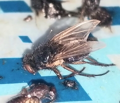 Protophormia terraenovae