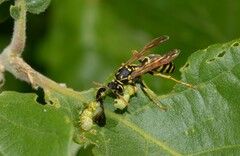 Polistes associus