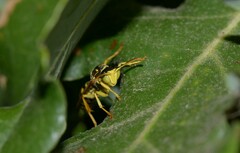 Polistes associus