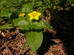 Lysimachia nemorum
