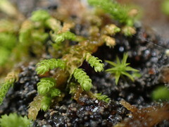 Claopodium bolanderi