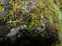 Claopodium bolanderi