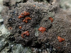 Fuscopannaria maritima