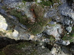 Eucladium verticillatum