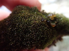 Eucladium verticillatum