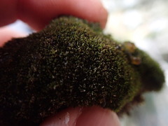 Eucladium verticillatum