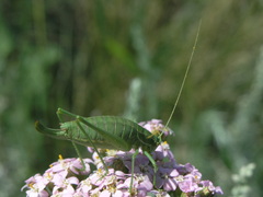 Poecilimon intermedius