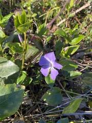 Vinca major