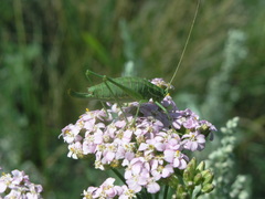 Poecilimon intermedius
