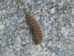 Paracles fusca