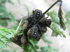 Pachylis argentinus